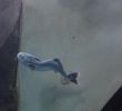 PICTURES/Oregon Coast Aquarium - Newport/t_Crooked Fish5.JPG